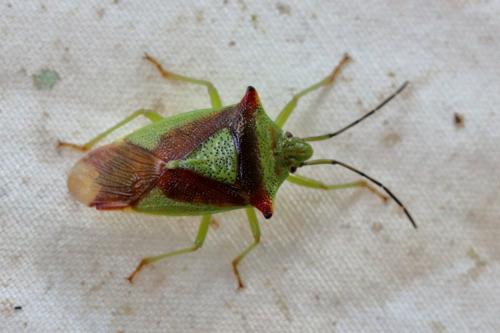Acanthosoma haemorrhoidale